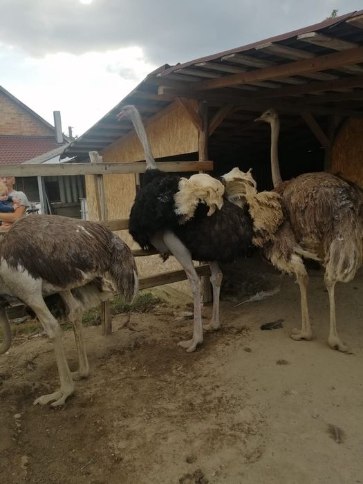 Vând Familie de struți!