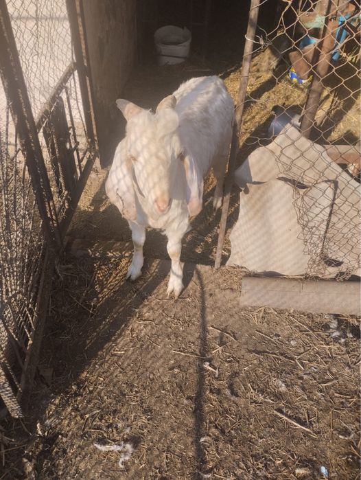 Козел англонубийский продам
