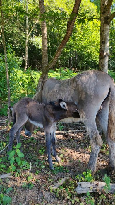 Lapte de măgăriță