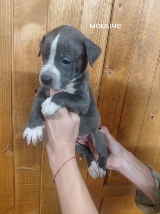 Сини питбули с ваксина и паспорт