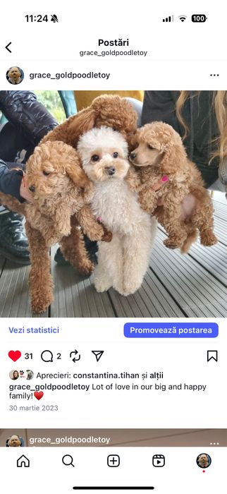 Vand poodle toy cu pedigree
