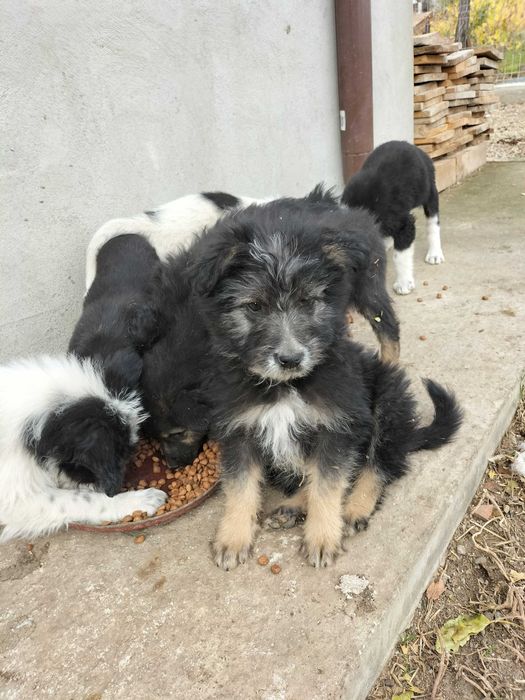 Adopții caini pui 2 luni