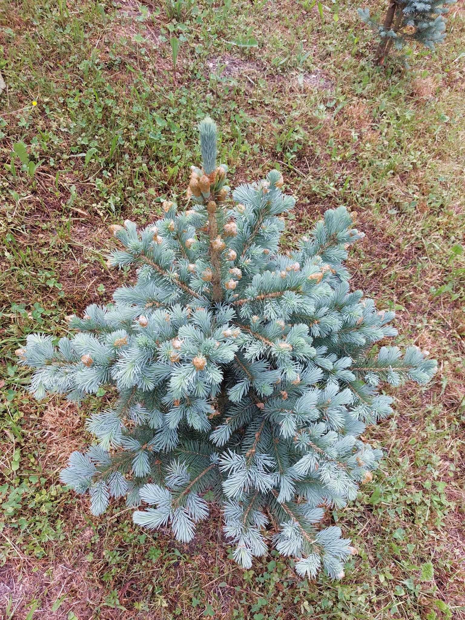 Pachet 50 bucati puieti molid albastru-Picea pungens Glauca Super Blue