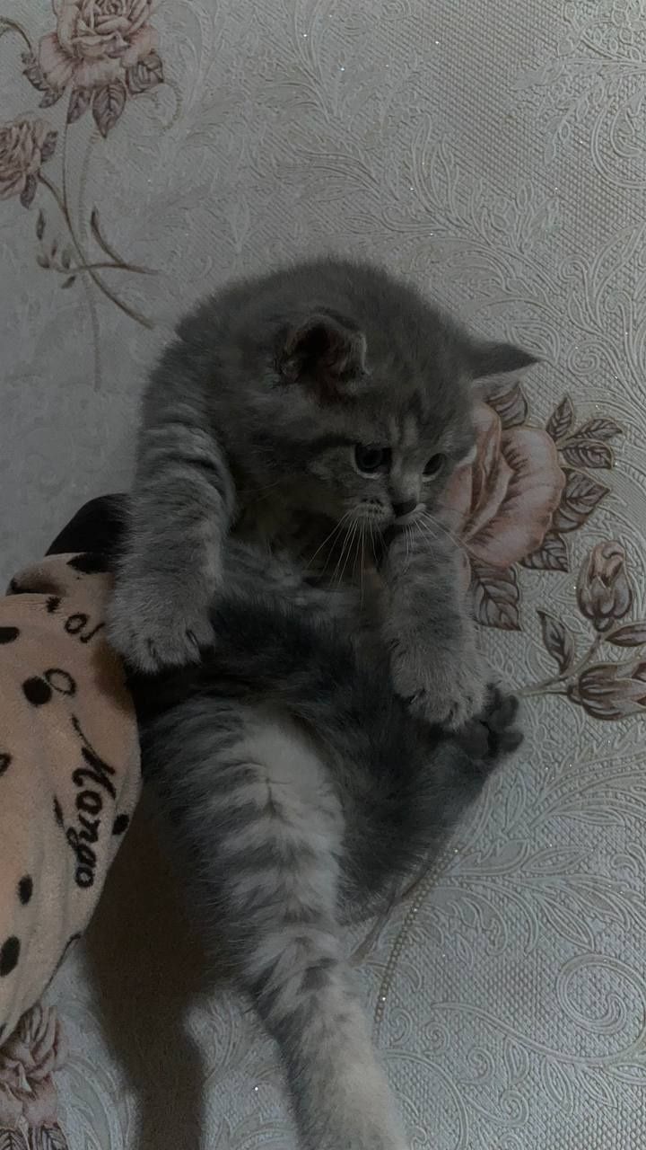 Shenshila 2 oylik