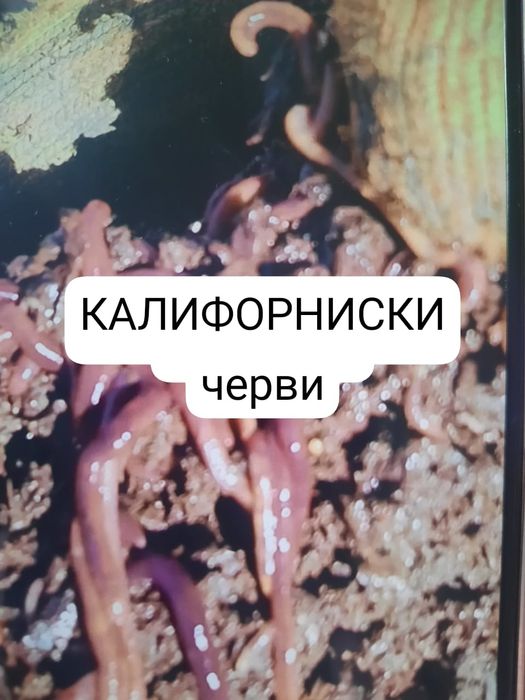 Биогумус большой мешок 5000т. Колифориские  черви