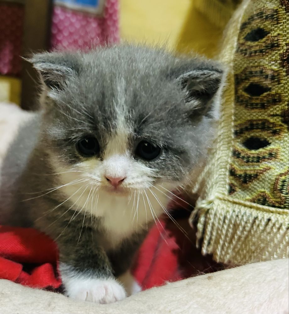 Pisoias british shorthair
