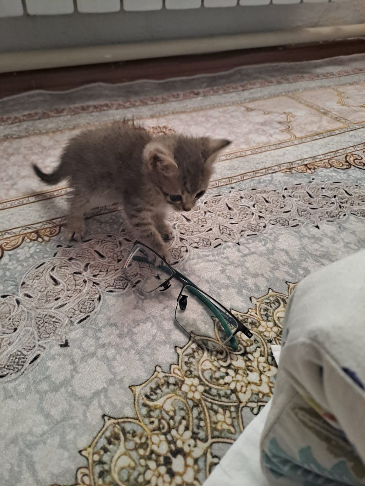 Кошка кот котенок