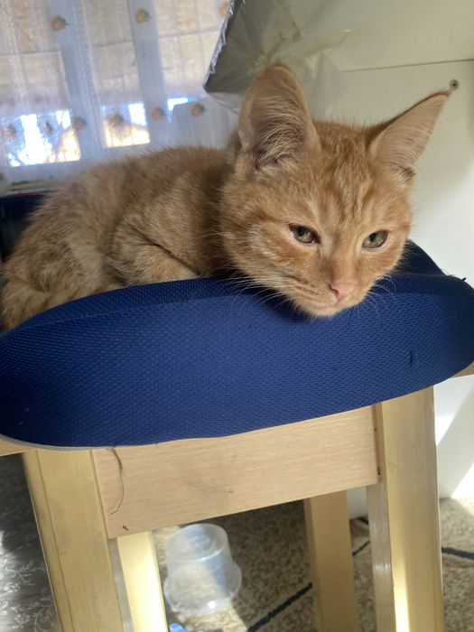 Отдам рыжего котенка