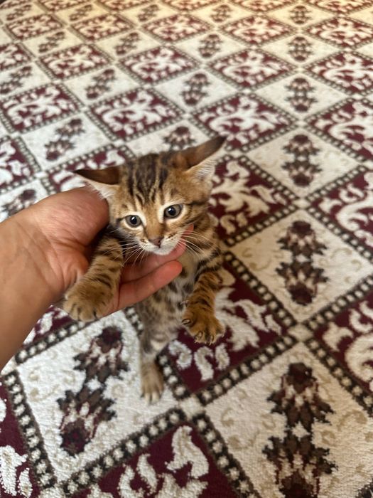 Бенгалский кошка девочка