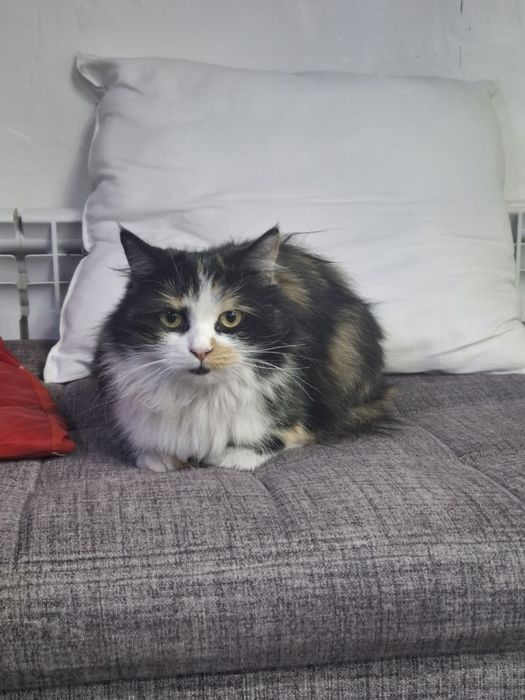 Кошка красивая пушистая отдам даром в хорошие руки