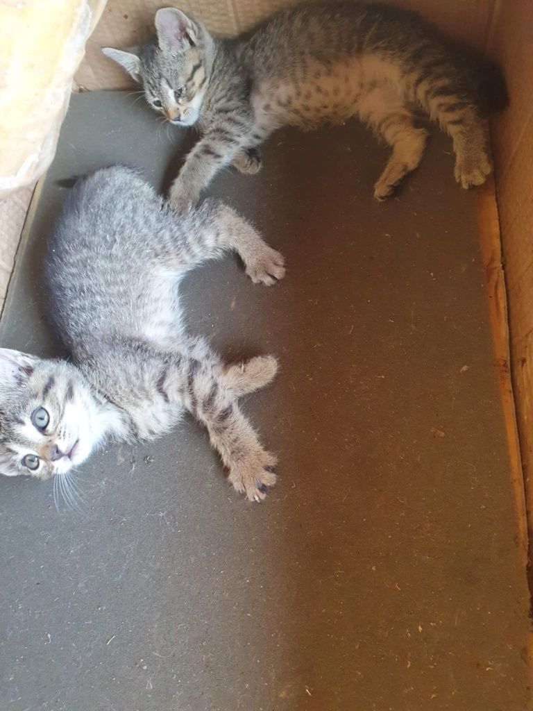 Adopție 6 pui de pisica