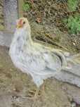 Cocos ameraucana