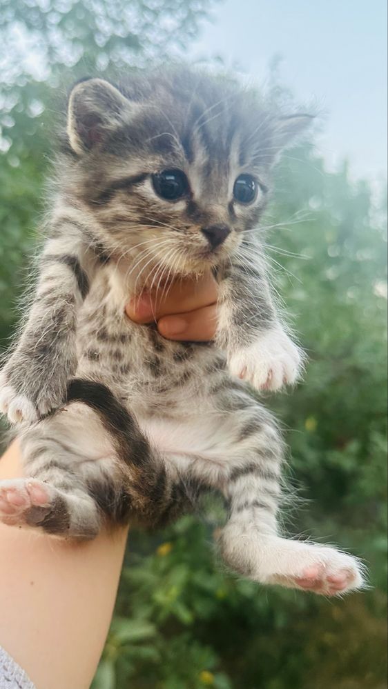 Котята мультяшные в добрые руки
