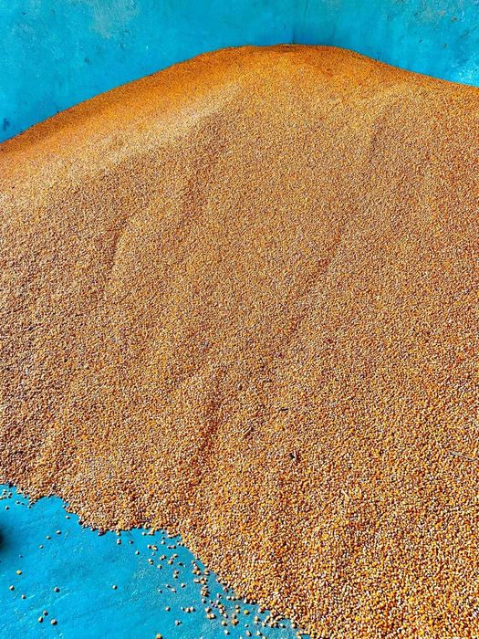 porumb boabe de vanzare