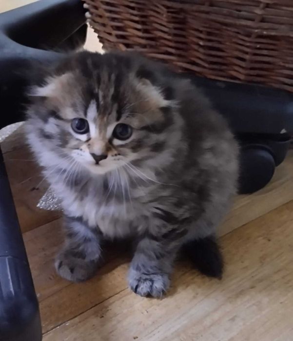 Котёнок девочка шотландская веслоухая метис