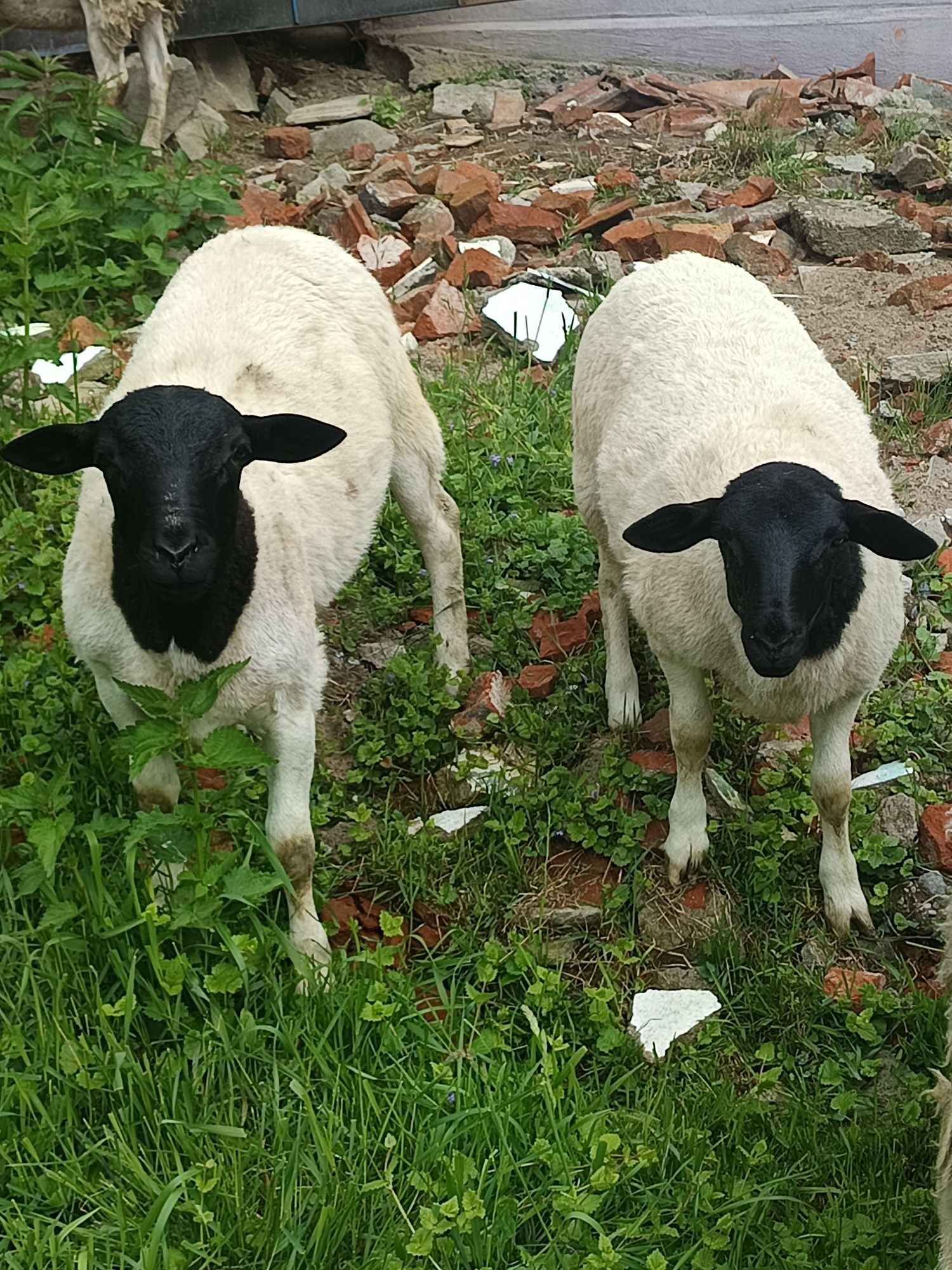 Berbecuți dorper originali
