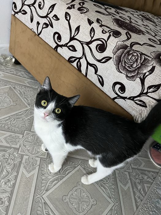 Мысык бар— кыз,ургашы;Есть кошка—девушка