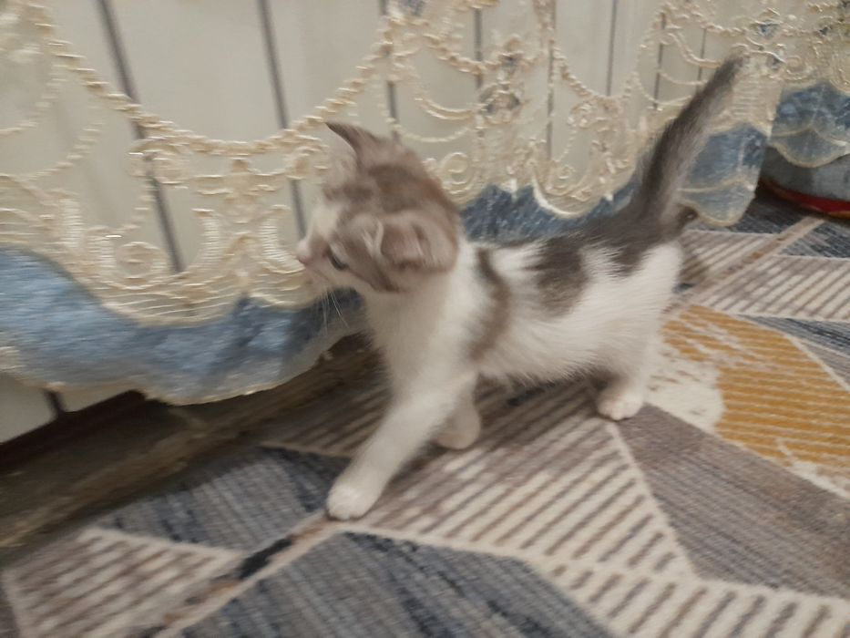 Продаётся котята