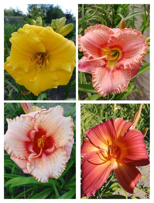 Продам лилейники