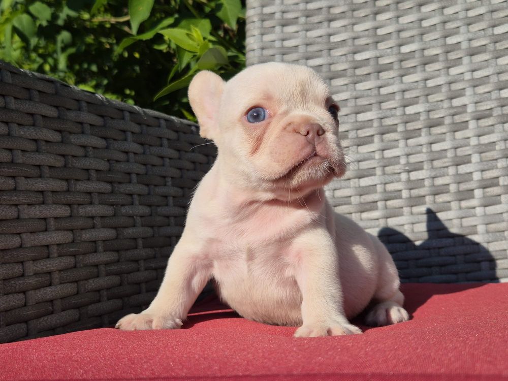 Vand fetita bulldog francez