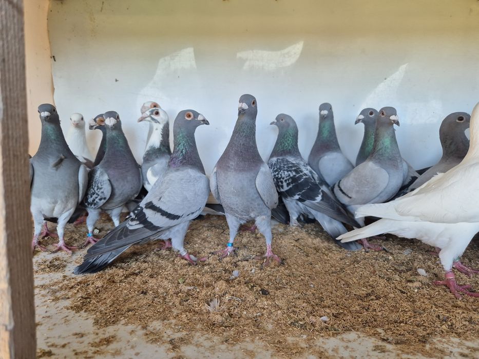 Vând porumbei voiajori