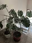Филодендрон Monstera DeliciosaПродава
