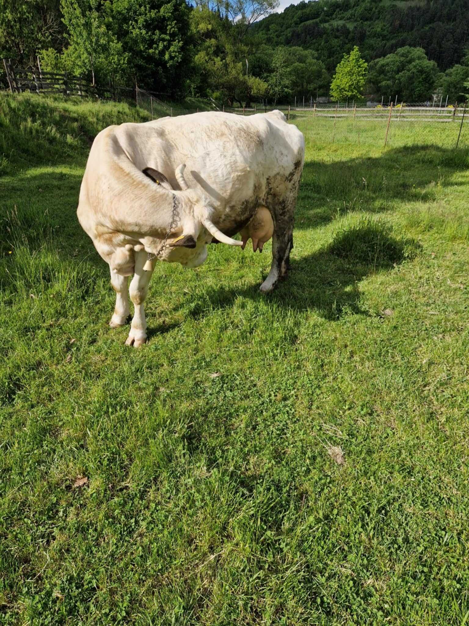 Vaca baltata 20l lapte la zi