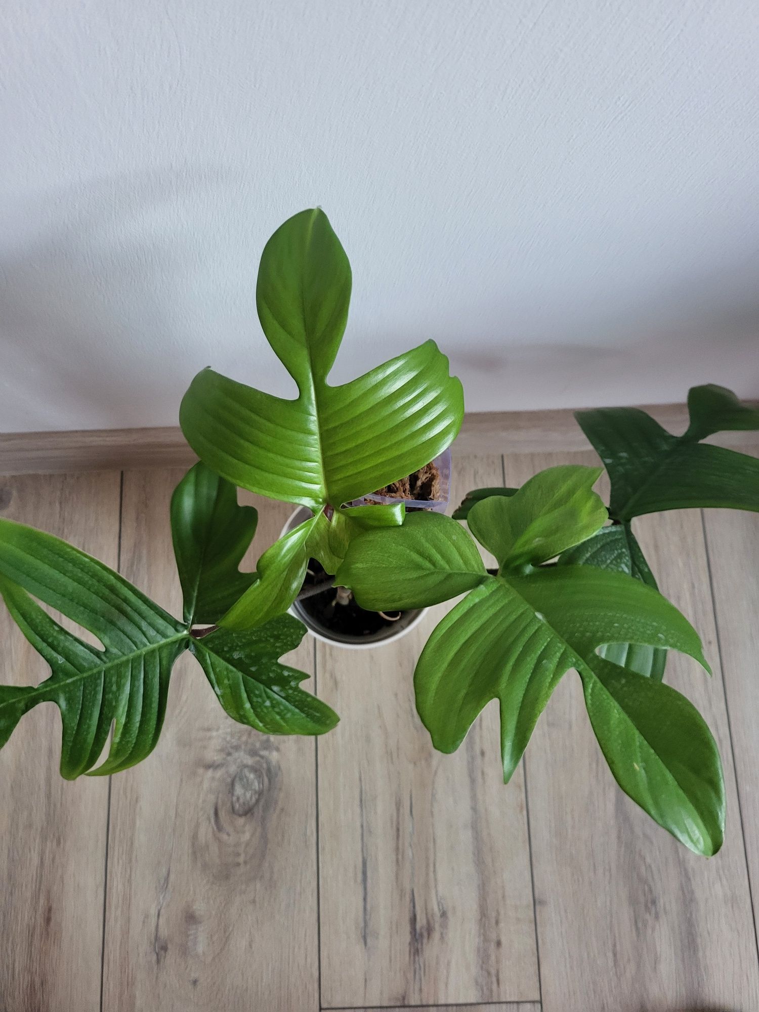 Philodendron Florida ghost