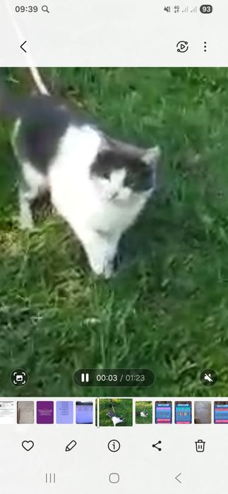 Потерялась кошка стерилизованая  домашняя