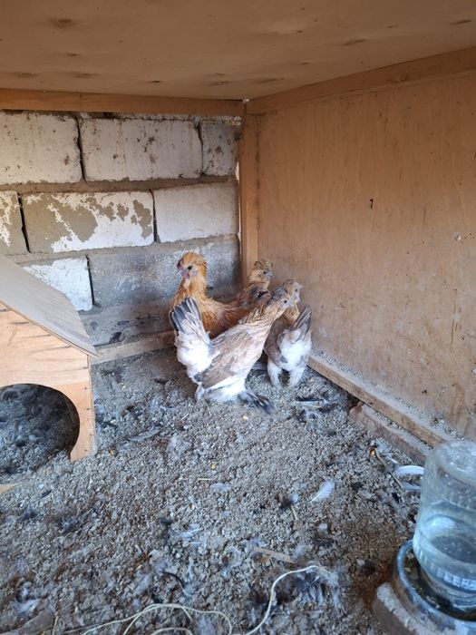 Parrandalar sotiladi