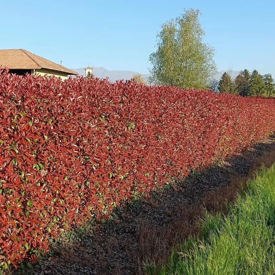 Pepiniera Unguriu - Photinia 20-30 cm - Gard Viu