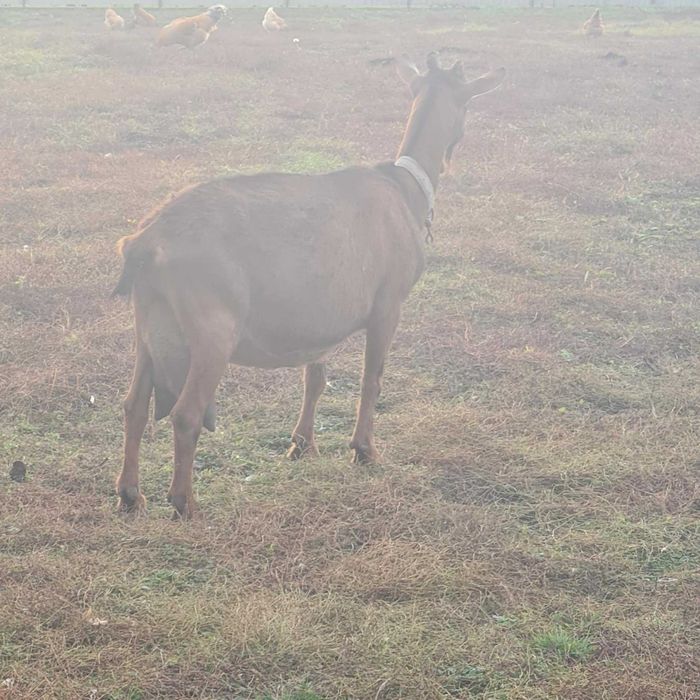 Disponibila Alpin Franceza