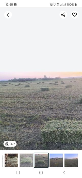 Vand baloti de Lucerna fan productie 2025 transport la domicilu