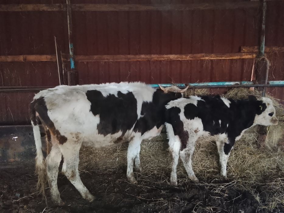 Сельхоз животные