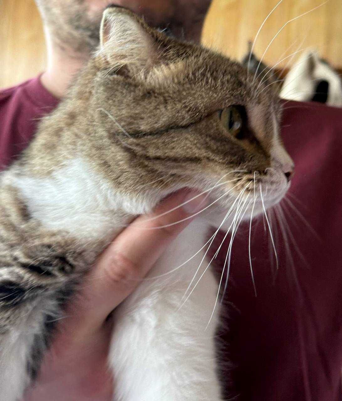 Кошка Скоттиш фолд