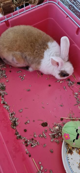 Iepure mascul 5 luni