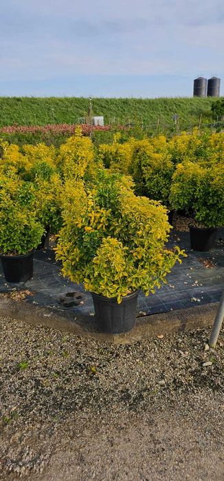 Euonymus Aurea | Gard Viu Jos Decorativ | Transport & Plantare