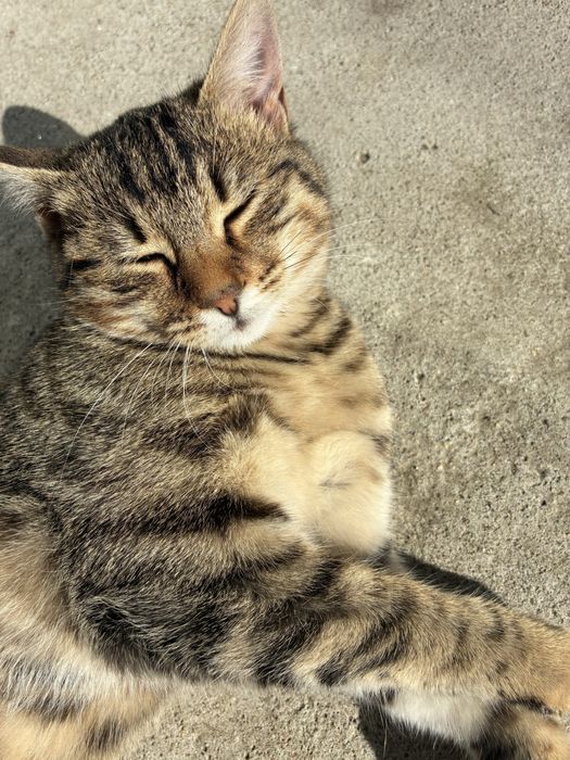 Женски котета на 5 месеца