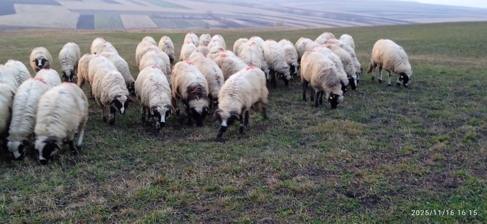 Vând 75 de mieluțe breze