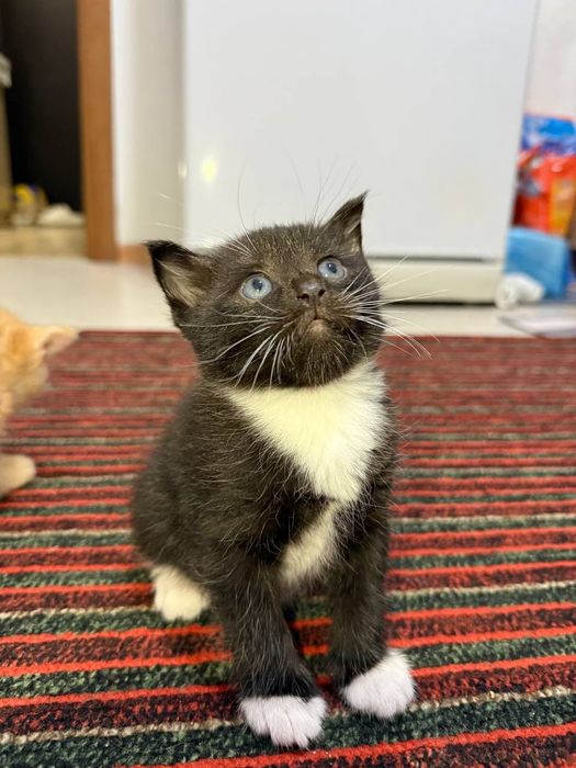 Отдам котят в добрые руки (шустрый и спокойный)