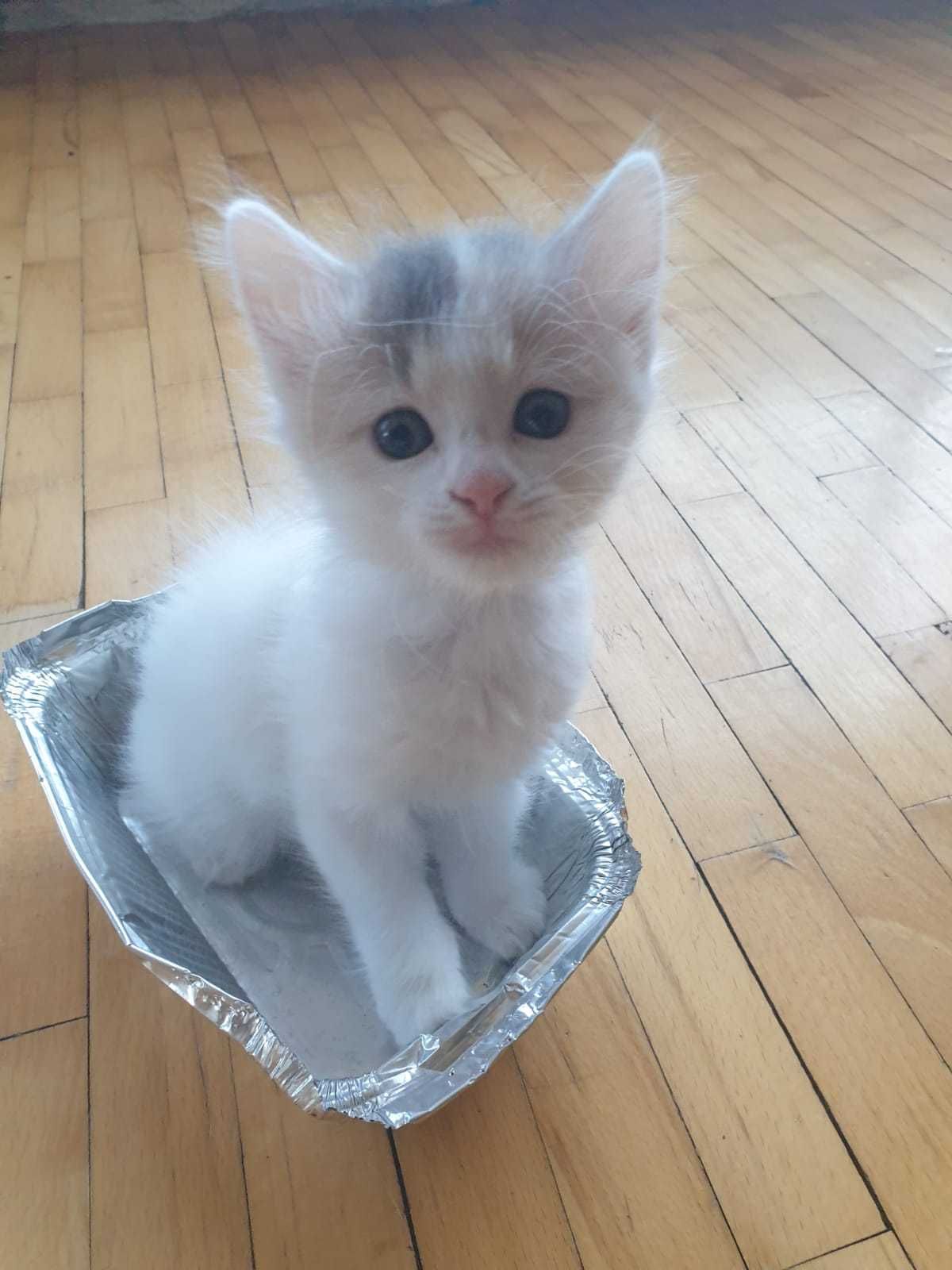 Подарявам котета