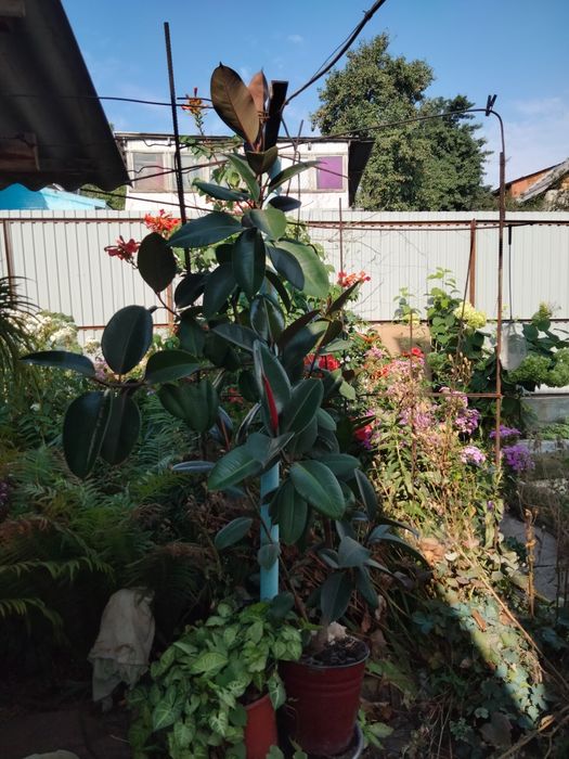 Продам цветок Фикус