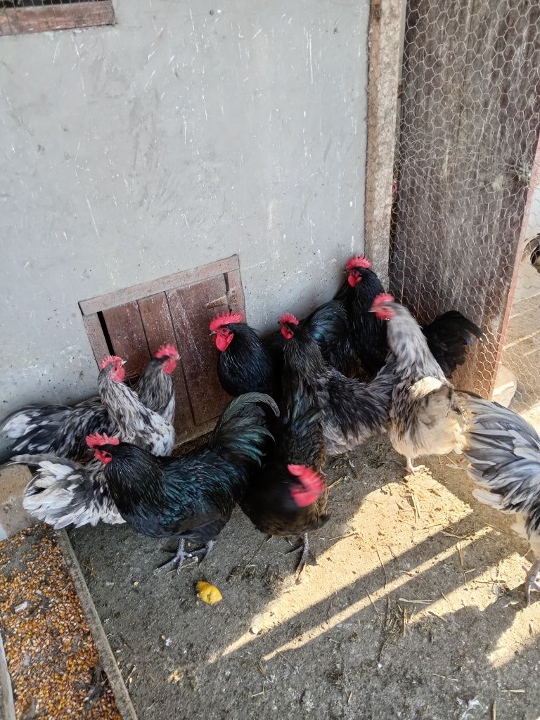 Vând Cocosi Australorp