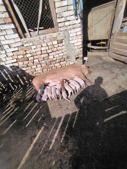 Прасенца а 60 дни