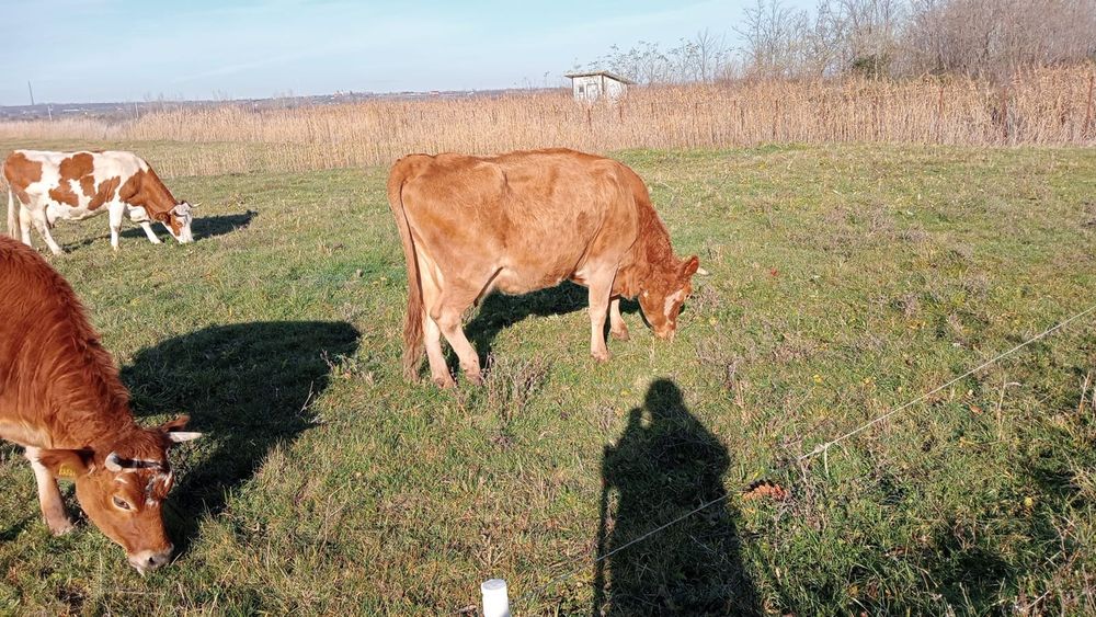 Vacă Jersey de vânzare
