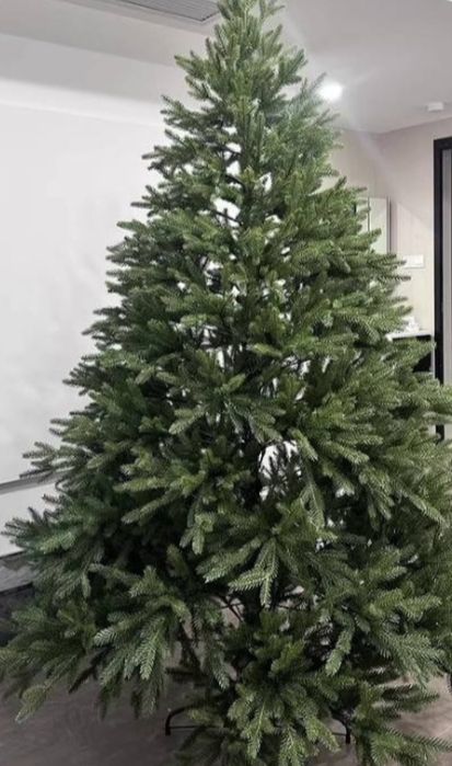 Елка королевская