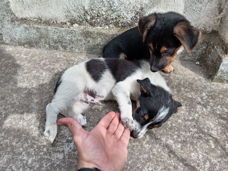 Кучета от интересен кръстосан брак