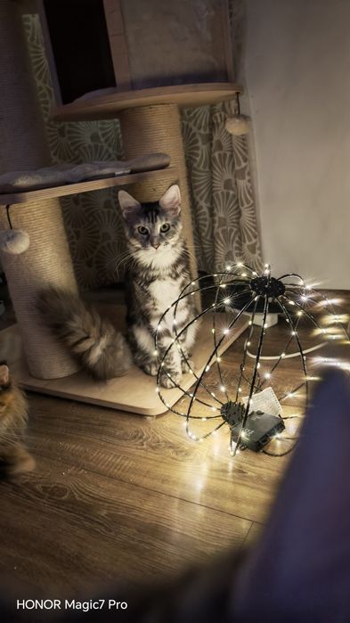 Pisică Maine Coon- Esfir