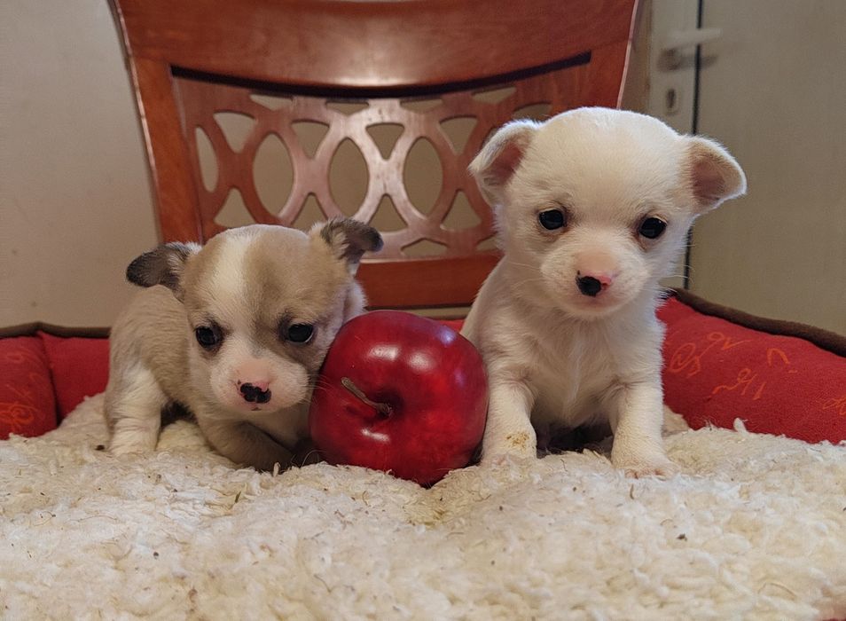 Чихуахуа мини  чихуа