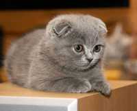 Вислоухий котенок серый голубой скотиш фолд котята
